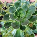 Lewisia cotyledon Hoja