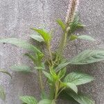 Celosia argenteaLeht