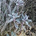 Euphorbia characias Leht