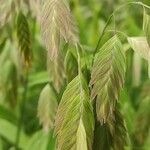 Chasmanthium latifolium Плід