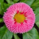 Bellis perennis 花