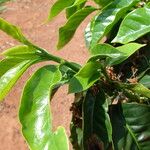 Coffea canephora برگ