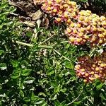 Achillea distans Hábito
