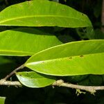 Marcgravia nepenthoides Leaf