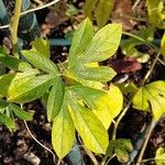 Passiflora incarnata Leaf