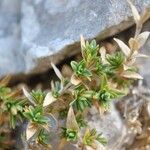 Arenaria aggregata Hoja