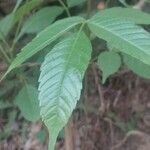 Vitex altissima Leaf