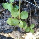 Orthilia secunda Leaf