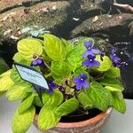 Streptocarpus ionanthus subsp. grotei (Engl.) Christenh.Floare