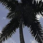 Veitchia winin Leaf