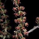 Fortunearia sinensis Çiçek