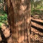 Chamaecyparis thyoides Bark