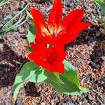Tulipa praestans Blüte