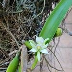 Prosthechea chacaoensis Kvet