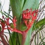 Jatropha podagrica Flower