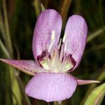 Calochortus longibarbatus Flower
