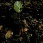 Nothofagus betuloides Bark