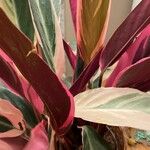 Stromanthe thalia Leaf