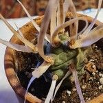 Tephrocactus articulatus Deilen