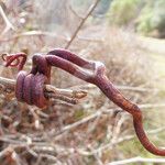 Vitis californica Rinde