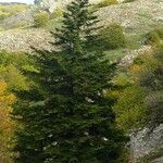 Abies nebrodensis Alia