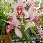 Cymbidium erythrostylum Flor