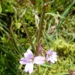 Epilobium palustre 果實