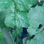 Lactuca muralis Blad