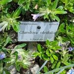 Glandora oleifolia Blad