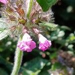 Clinopodium vulgareFlower