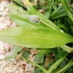 Plantago lagopus Leaf