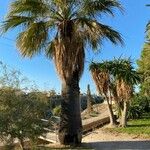 Washingtonia filifera Folha