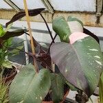 Philodendron erubescens Habitus