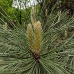 Pinus nigra 花