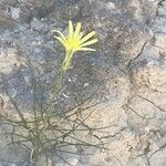 Scorzonera aristata 花