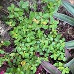 Dissotis rotundifolia Лист