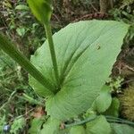 Doronicum plantagineum ഇല