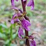 Orchis spitzelii 花