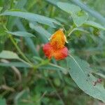 Impatiens capensis Květ