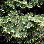 Sequoia sempervirens Habitat