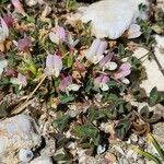 Trifolium uniflorum Flower