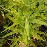 Sonchus palustris Leaf