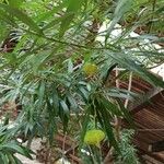Thevetia neriifolia Hoja