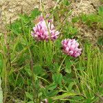 Trifolium wormskioldii عادت داشتن