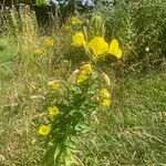 Oenothera glazioviana Blomma