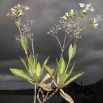 Oldenlandia imberbis Natur