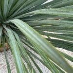 Yucca rostrata Liść