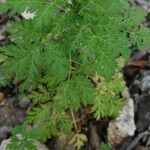 Artemisia annua Blatt