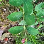 Symphoricarpos albusLeaf