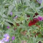 Symphyotrichum novi-belgii Blad